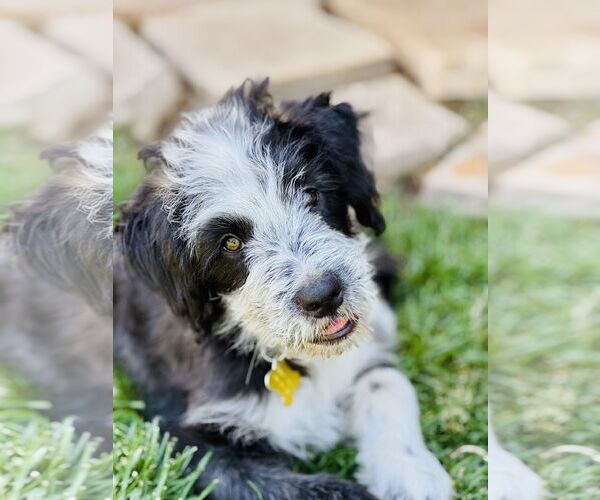 Medium Photo #6 Border Collie-Unknown Mix Puppy For Sale in Sandy, UT, USA