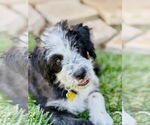 Small #5 Border Collie Mix