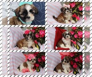 Shih Tzu Litter for sale in THORP, WI, USA