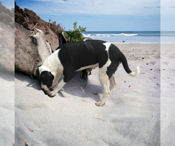 Medium Photo #2 American Staffordshire Terrier-Great Dane Mix Puppy For Sale in Orange Grove, TX, USA