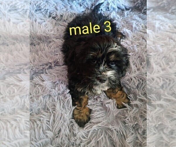 Medium Photo #5 Silky Cocker Puppy For Sale in WOBURN, MA, USA