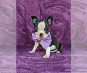 Boston Terrier Puppy for sale in BIRD IN HAND, PA, USA