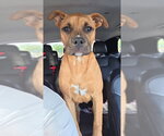 Small #1 Boxer Mix