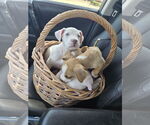 Small #2 American Pit Bull Terrier-Labrador Retriever Mix