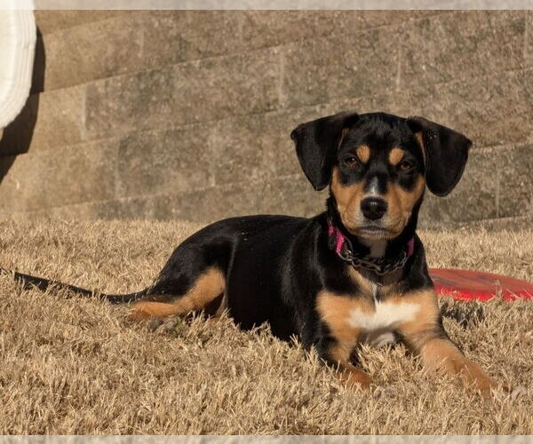 Medium Photo #2 Beagle-Unknown Mix Puppy For Sale in House Springs, MO, USA