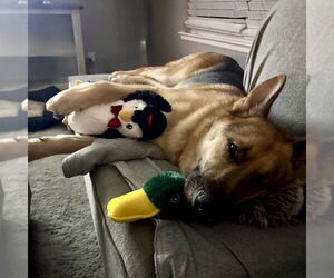 German Shepherd Dog-Unknown Mix Dogs for adoption in San Juan Capistrano, CA, USA