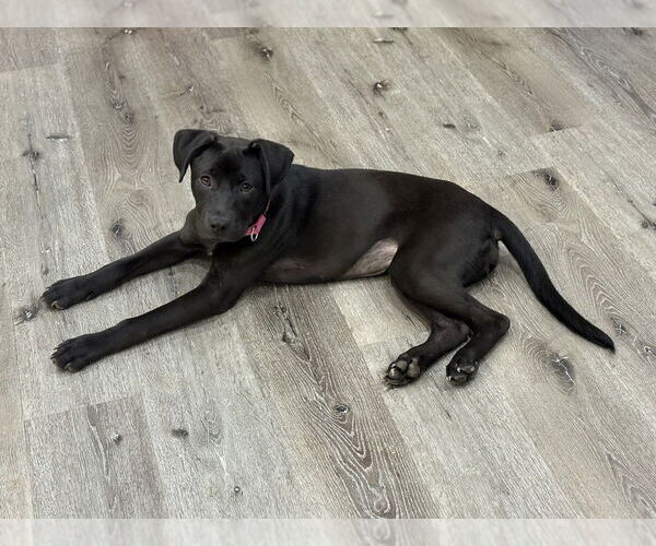 Medium Photo #22 Labrador Retriever-Unknown Mix Puppy For Sale in Brewster, NY, USA