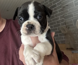 Boston Terrier Puppy for sale in GADSDEN, AL, USA