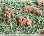 Small #7 Goldendoodle