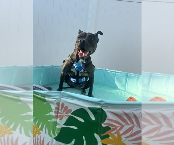 Medium Photo #14 Mutt Puppy For Sale in Pompano Beach , FL, USA