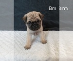 Small #9 Pug
