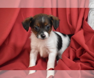 Yorkipoo Puppy for sale in ELDORADO, OH, USA