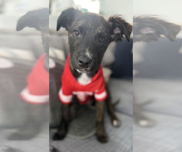 Medium Photo #3 Colonial Cocker Spaniel-Unknown Mix Puppy For Sale in Clarkston, MI, USA