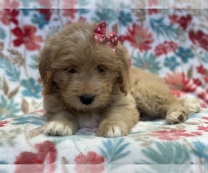 Goldendoodle (Miniature) Puppy for Sale in LAKELAND, Florida USA