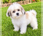 Oliver - Male Zuchon Puppy for Sale - Photo #3