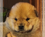 Small #1 Chow Chow