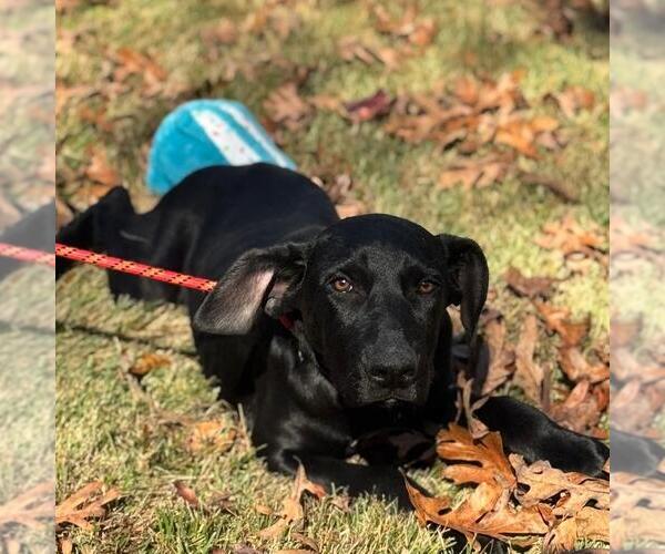 Medium Photo #2 Catahoula Leopard Dog-Labrador Retriever Mix Puppy For Sale in Yardley, PA, USA