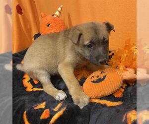 German Shepherd Dog-Unknown Mix Dogs for adoption in Modesto, CA, USA