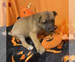A615323 - Female German Shepherd Dog-Unknown Mix Dog for Adoption - Small photo