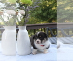 Small #21 Pembroke Welsh Corgi