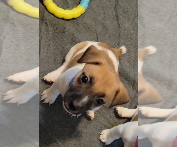Medium Photo #7 Russell Terrier Puppy For Sale in MARSHVILLE, NC, USA
