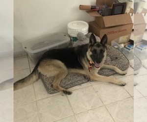 German Shepherd Dog Dogs for adoption in McKinney, TX, USA