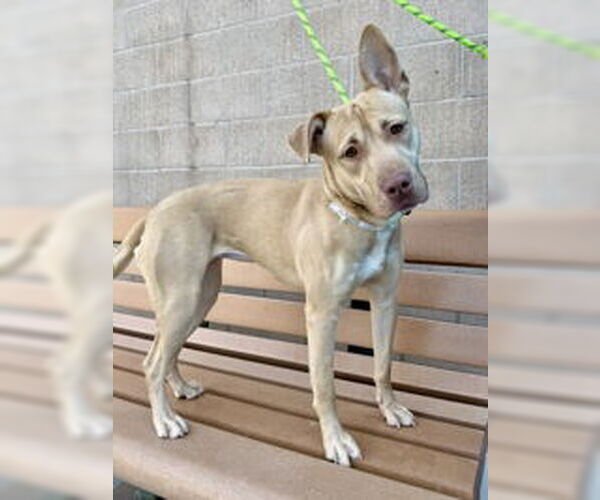 Medium Photo #1 American Pit Bull Terrier Puppy For Sale in Salinas, CA, USA