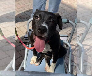 Fiona - Female Mutt Dog for Adoption - Photo #3