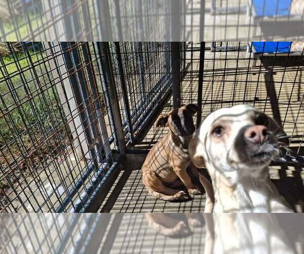 Medium Photo #7 German Shepherd Dog-Unknown Mix Puppy For Sale in Sebec, ME, USA