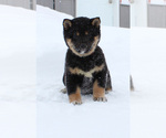Small Photo #2 Shiba Inu Puppy For Sale in CANTON, SD, USA