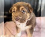 Small #1 Labrador Retriever Mix