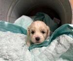 Small #2 Cavachon-Shih Tzu Mix