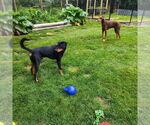 Small #2 Doberman Pinscher Mix