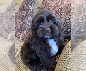 Cock-A-Poo Puppy for sale in NOBLESVILLE, IN, USA