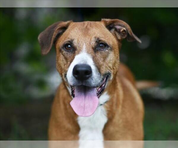 Medium Photo #2 Black Mouth Cur-Unknown Mix Puppy For Sale in Tavares, FL, USA