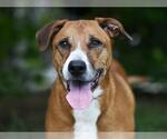 Small #1 Black Mouth Cur Mix