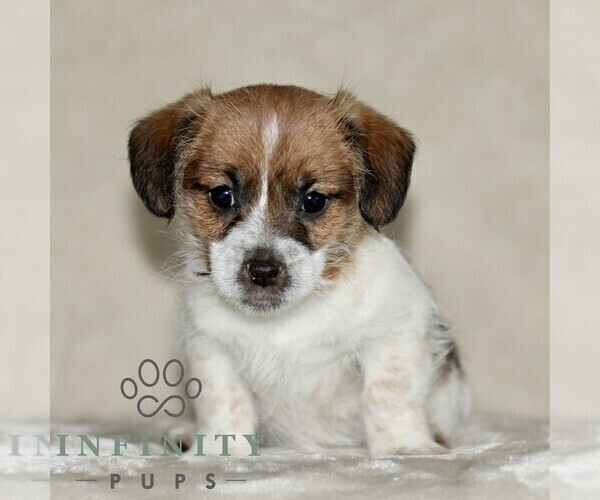 Medium Photo #1 Jack Russell Terrier-ShihPoo Mix Puppy For Sale in GORDONVILLE, PA, USA