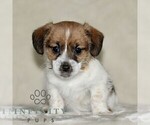 Small Jack Russell Terrier-ShihPoo Mix