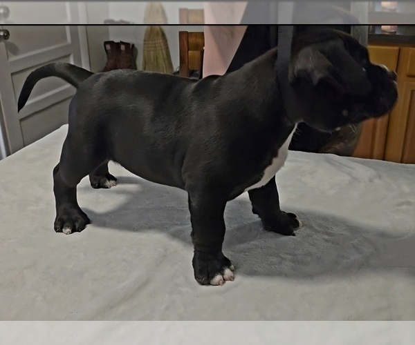 Medium Photo #13 American Bully Puppy For Sale in PADUCAH, KY, USA