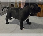Small #12 American Bully