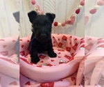 Puppy Puppy 5 Blue Scottish Terrier