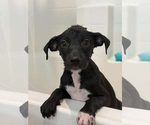 Medium Photo #3 Mutt Puppy For Sale in Visalia, CA, USA