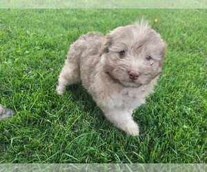 Pomeranian-Poodle (Toy) Mix Puppy for sale in NOVI, MI, USA