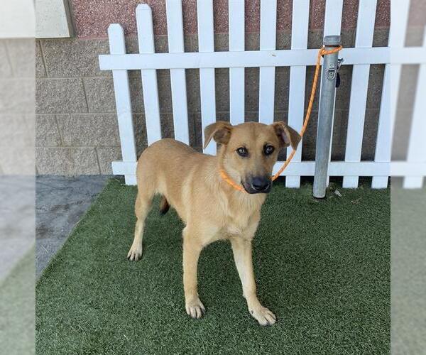 Medium Photo #1 German Shepherd Dog-Unknown Mix Puppy For Sale in Modesto, CA, USA