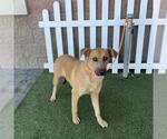 A614656 - Female German Shepherd Dog-Unknown Mix Dog for Adoption - Small photo