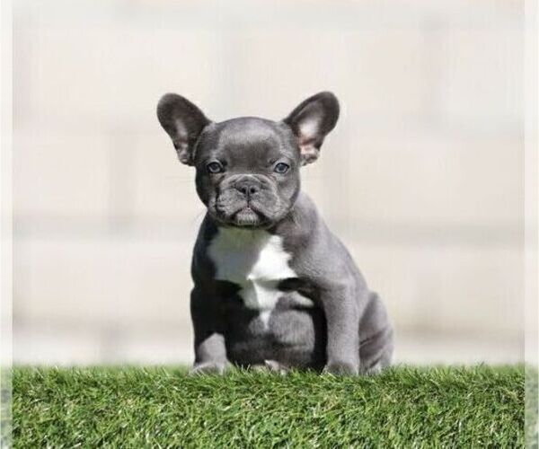 Medium Photo #1 French Bulldog Puppy For Sale in CINCINNATI, OH, USA