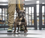 Small Photo #1 French Bulldog Puppy For Sale in DICKERSON, MD, USA