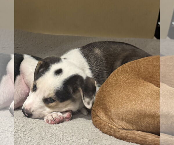 Medium Photo #3 Labrenees Puppy For Sale in Brooklyn Center, MN, USA