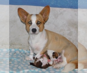 Mother of the Pembroke Welsh Corgi puppies born on 04/25/2022