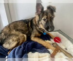 Small #10 Mutt